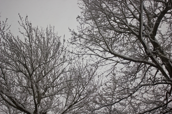 Snowcapped Trees